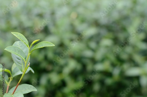 Young green tea leaves which can use to drink or cook for food in tea plantation at Chaingmai Thailand.