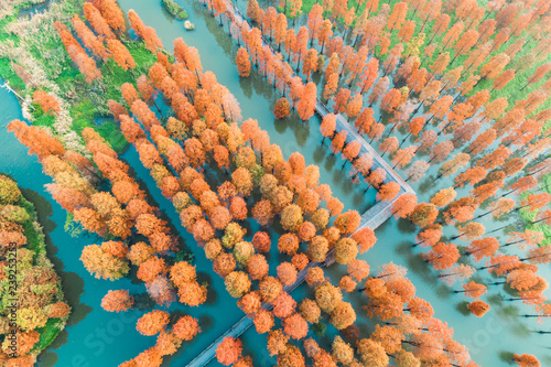 Colorful autumn forest in wetland park,aerial view
