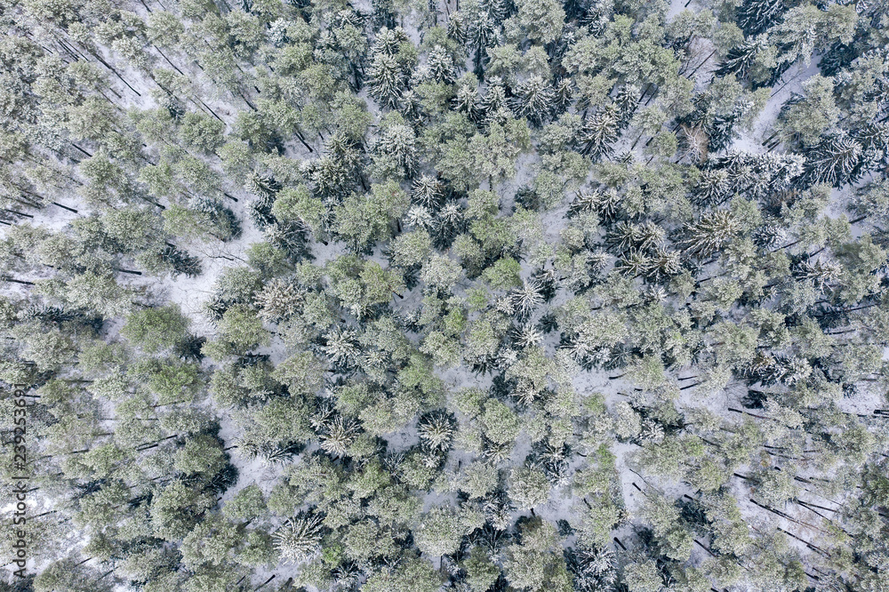 snowy winter forest with a bird's eye view. panoramic natural landscape snowy winter forest with a bird's eye view. panoramic natural landscape
