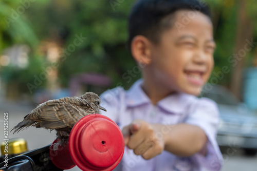 Kid and Animals. Children excite after see Zebra dove on bicycle. 4 year old boy happiness when he found juvenile Javanese striated Ground Dove (Geopelia striata) perched on handle bar of his bike photo