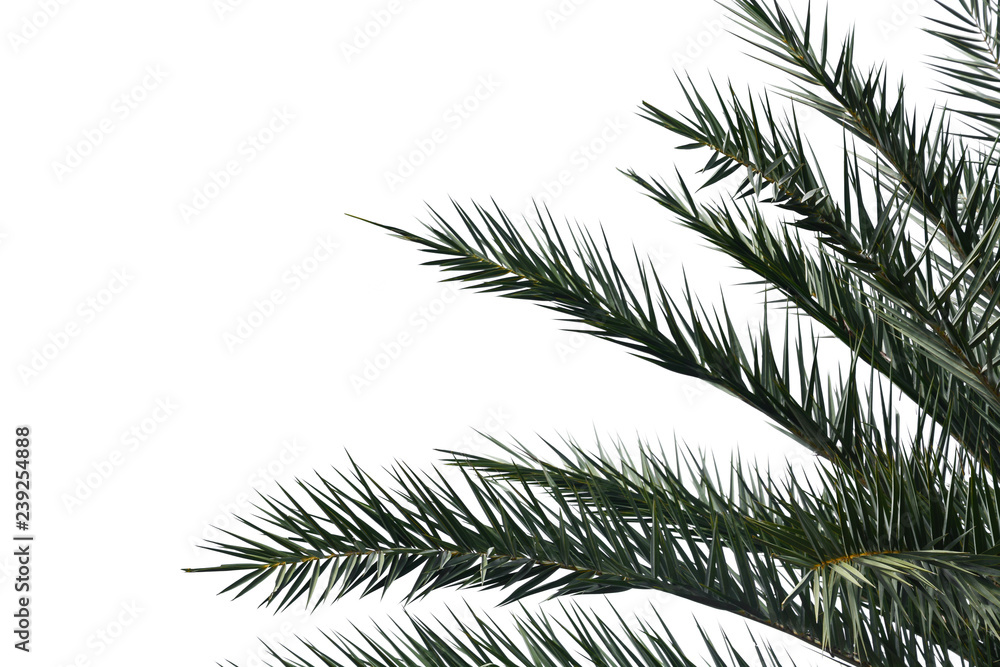 green palm leave isolated on white background, copy space, clipping path green palm leave isolated on white background, copy space, clipping path