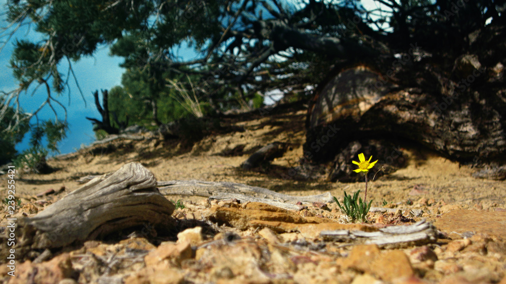 Yellow desert flower Yellow desert flower