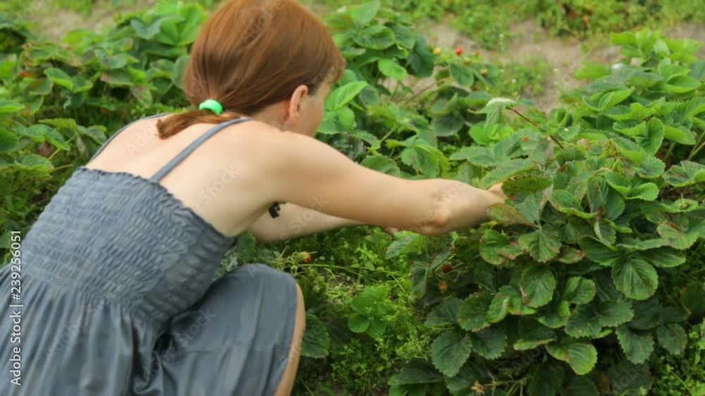 Woman picking strawberries in garden Woman picking strawberries in garden