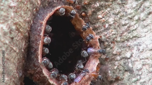 Stingless bees, Also Known as meliponines, come and go via the beeswax tube that is the entrance to their hive. Class: Insecta, Order: Hymenoptera,Family: Apidae, Subfamily: Apinae,Tribe: Meliponini.