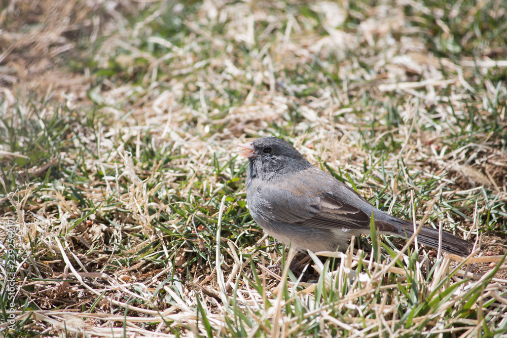 Junco Junco