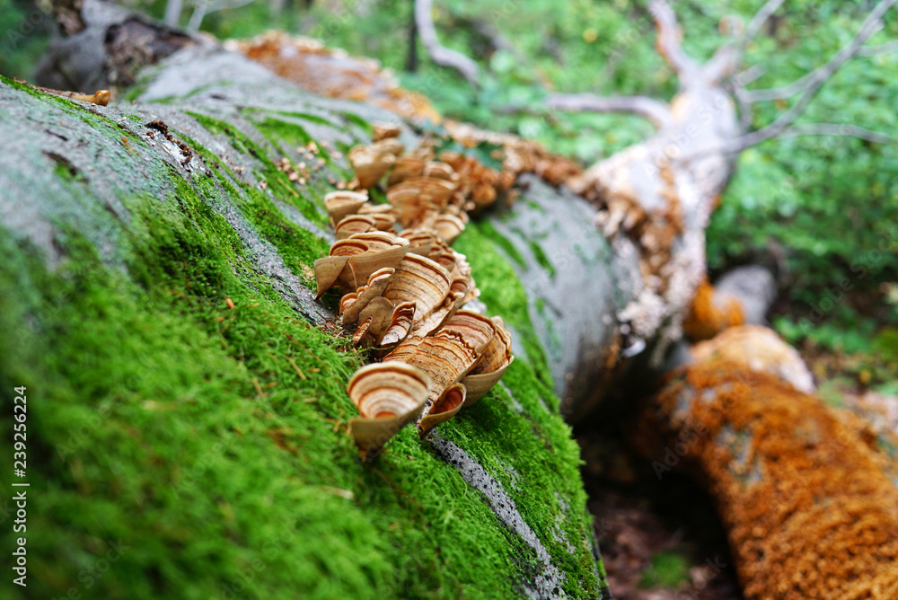 fallen tree closeup and a group of Mushrooms with a brown and yellow waves. moss and fungus close-up fallen tree closeup and a group of Mushrooms with a brown and yellow waves. moss and fungus close-up
