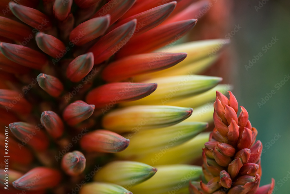 Fototapeta premium Aloe flower on bloom with red and yellow flowers.