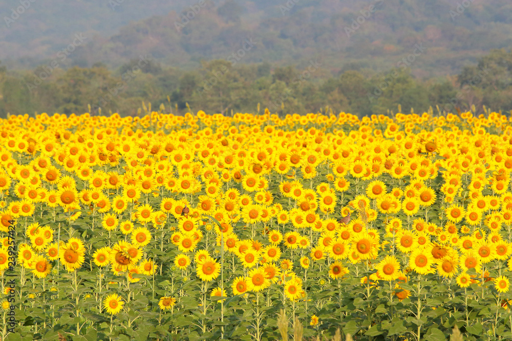 Colorful sunflowers in the field.