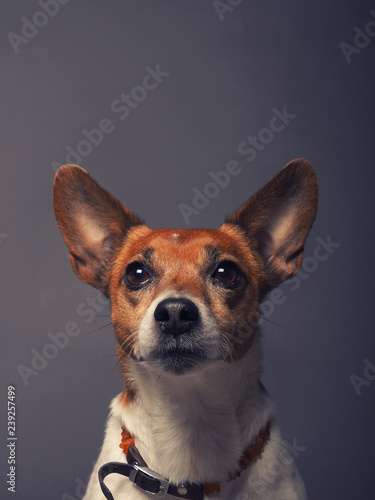 Jack Russell Terrier Portrait © Andreas Berheide