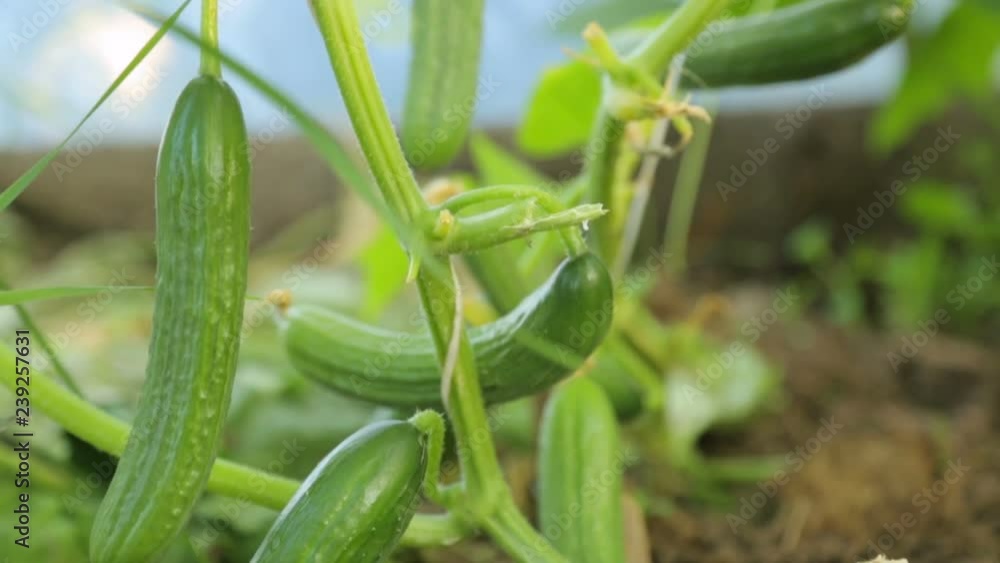 Cucumbers growing in greenhouse Cucumbers growing in greenhouse