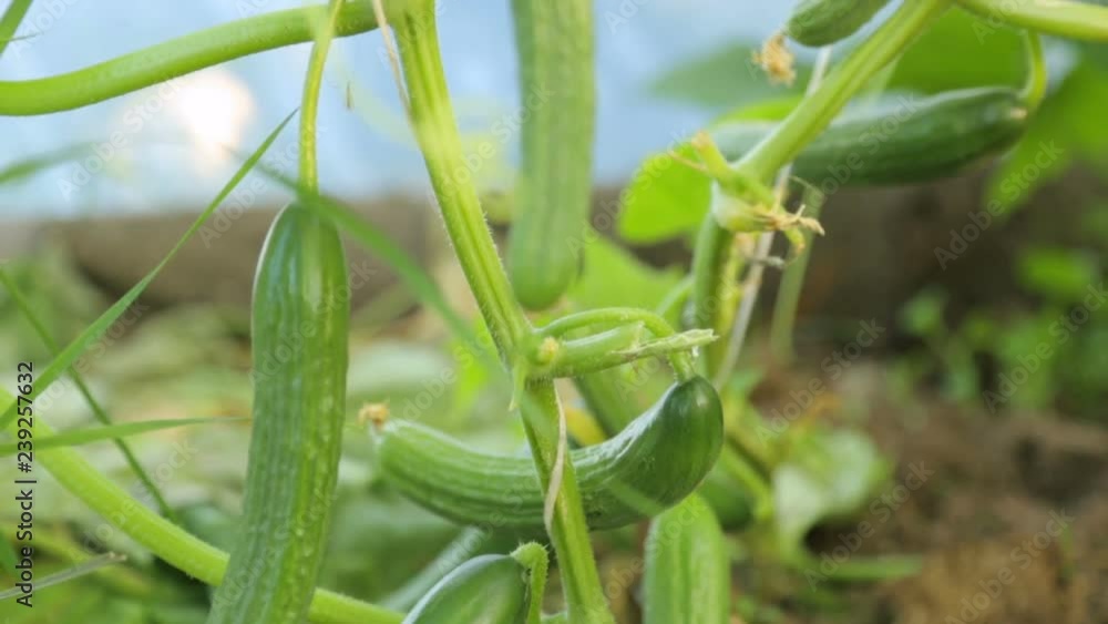 Cucumbers growing in greenhouse Cucumbers growing in greenhouse