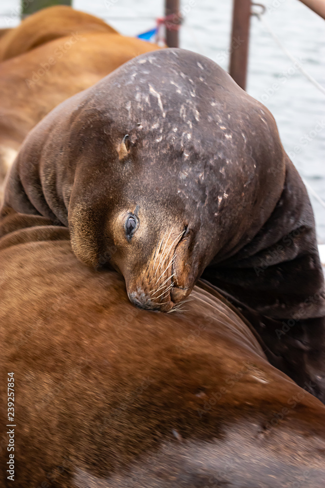 Fototapeta premium large sealion arches backwards resting head on back