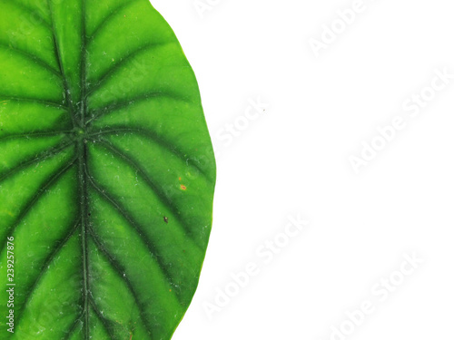 Anthurium Green Leaves Isolated on White Background