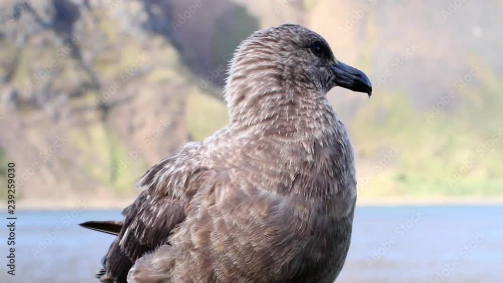 Southern Skua bird Close up shot of southern skua from Antarctica Southern Skua bird Close up shot of southern skua from Antarctica