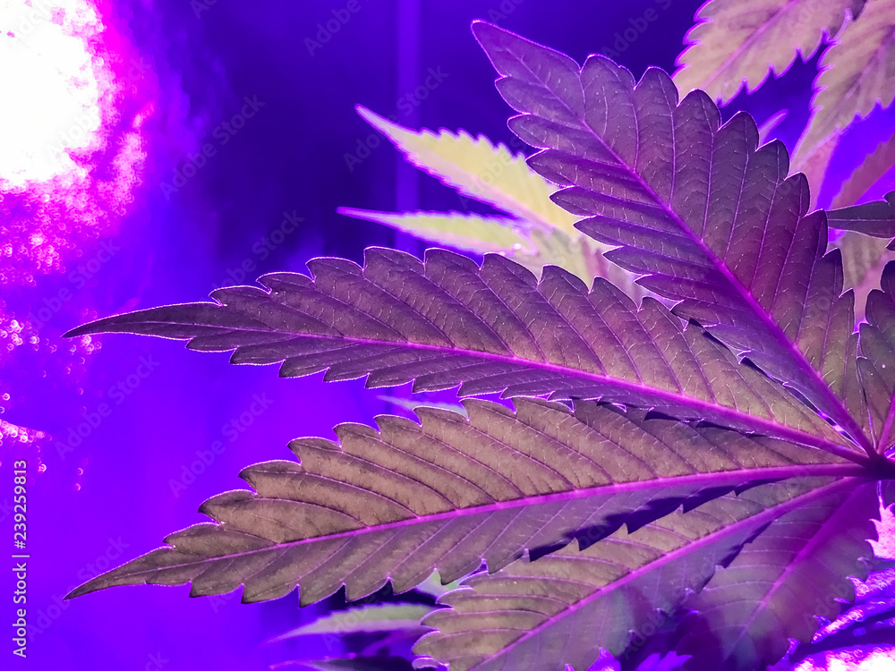 Obraz premium Indoor Cannabis growing Pink and Purple leaves