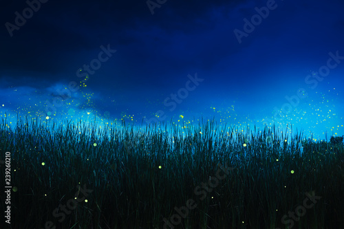 firefly on a grass field at night photo
