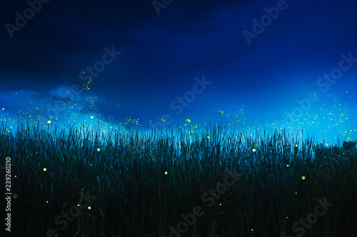 firefly on a grass field at night