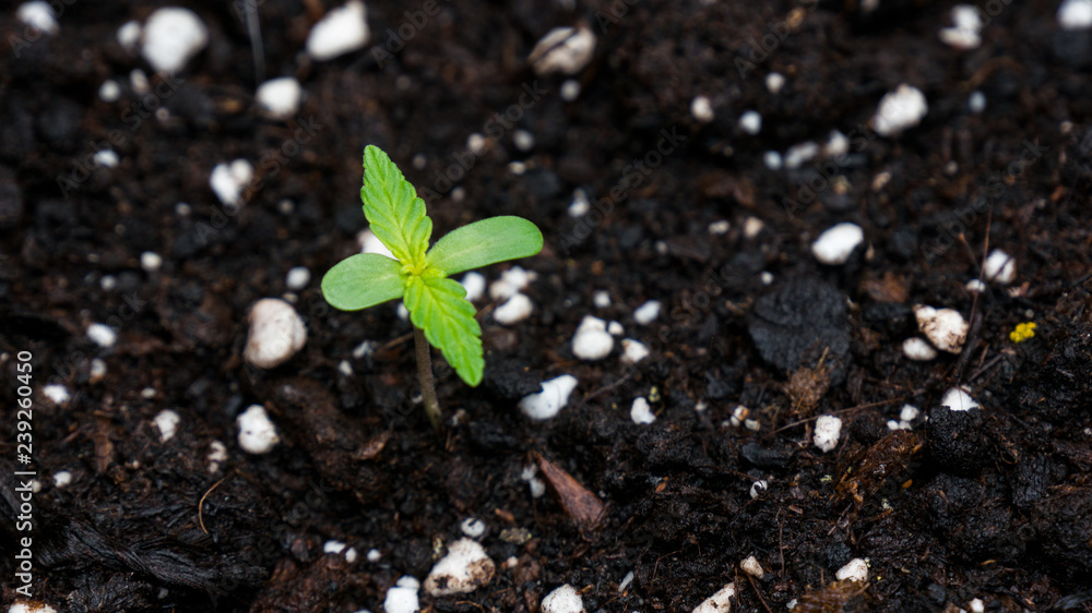 Cannabis Weed Purple Haze Growing outdoor garden Cannabis Weed Purple Haze Growing outdoor garden