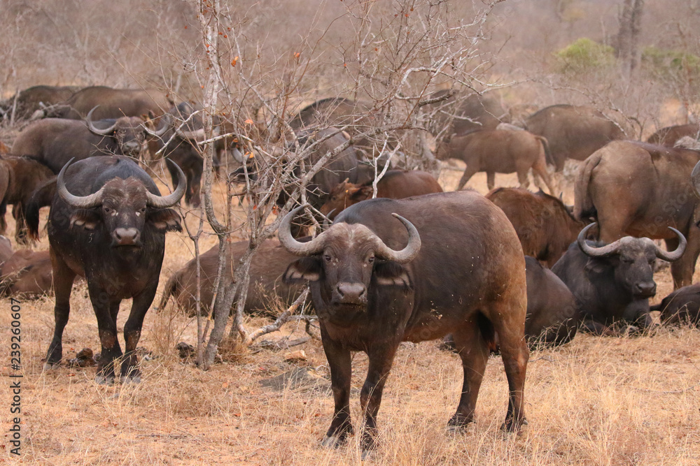 African cape buffalo herd in Kruger National Park, South Africa African cape buffalo herd in Kruger National Park, South Africa
