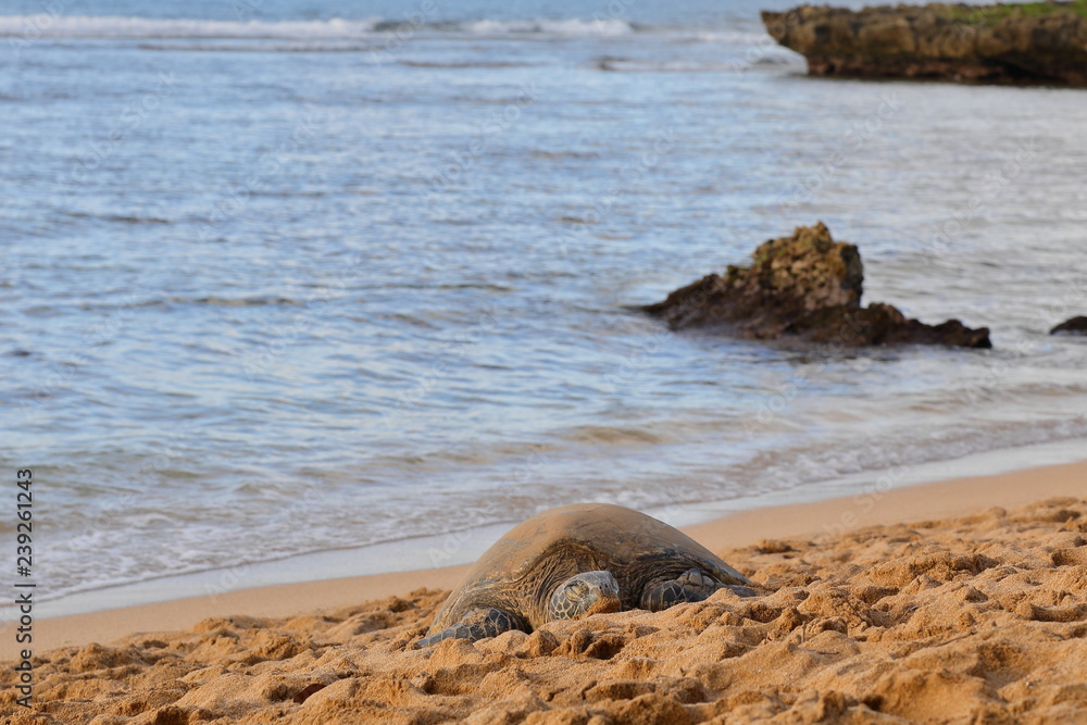 Sea Turtle in Hawaii
Sea Turtle in Hawaii