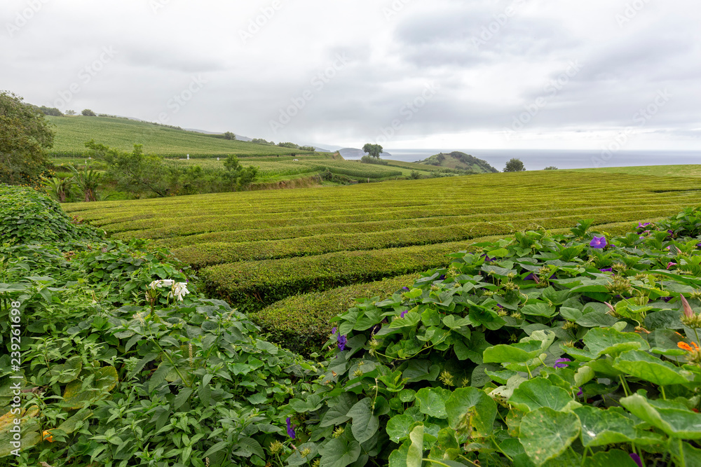 Flowers on the edge of massive rows of tea near Sao Bras on Sao Miguel in the Azores.
