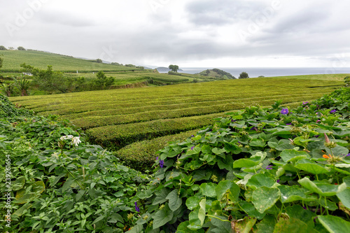 Fototapeta Naklejka Na Ścianę i Meble -  A grey day over rows of tea near Sao Bras on Sao Miguel in the Azores.