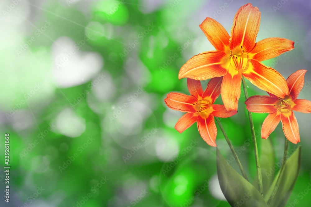 Beautiful live lily with empty on left on tree leaves blurred bokeh background. Floral spring or summer flowers concept.