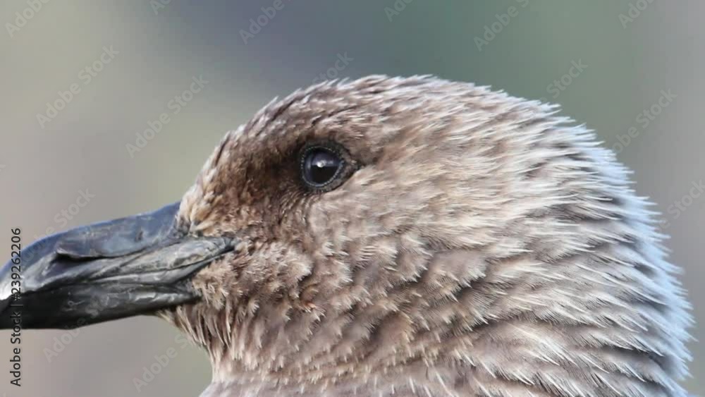 Southern Skua face Close up shot of southern skua from Antarctica Southern Skua face Close up shot of southern skua from Antarctica