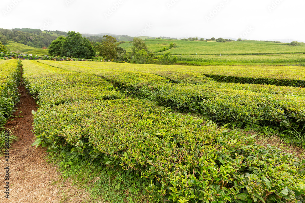 Tea growing in the Azores island of Sao Miguel.