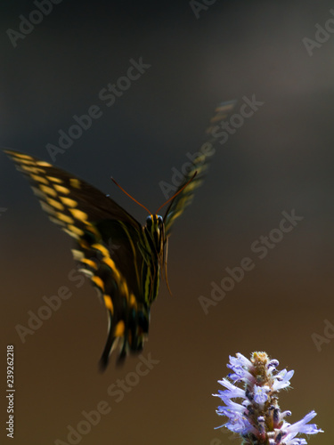 butterfly on flower looking into the camera lens.