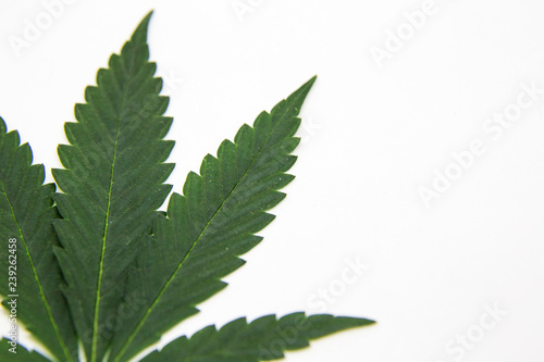Cannabis Leaf Marijuana Weed In White Background
