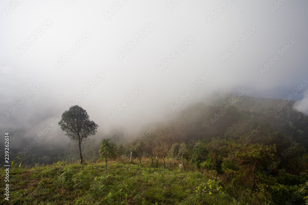 Trees and fog covering the mountain