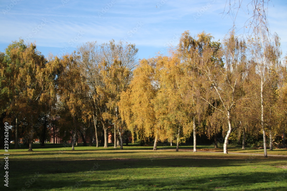 Yellow, orange and brown leaves on trees in the autumn season in public park Schakenbosch in Leidschendam