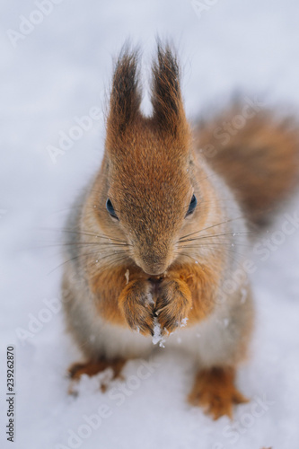 Close-up portrait young squirrel eats nut in the winter park. © J. Kearns