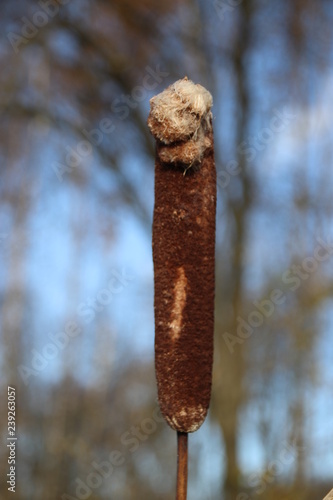 Brown cattail plants along the water at park Hitland in Nieuwerkerk aan den IJssel in the Netherlands photo