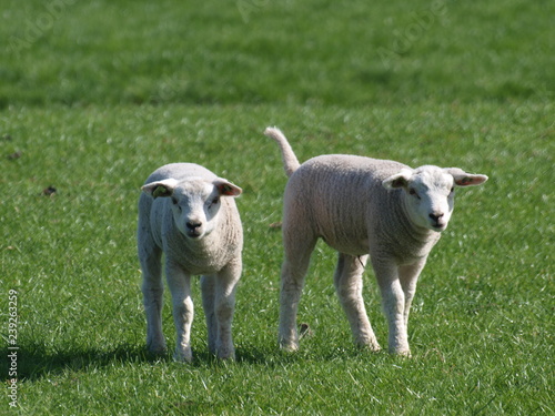 cute young lambs in the meadows of Moordrecht in the sun in the Netherlands