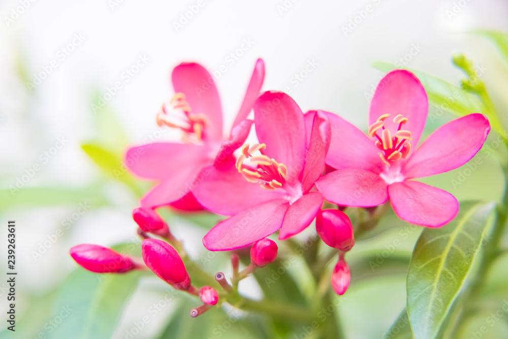 red Jatropha integerrima or Integrileaf Jatropha, Spicy Jatropha, peregrina with bright sky red Jatropha integerrima or Integrileaf Jatropha, Spicy Jatropha, peregrina with bright sky