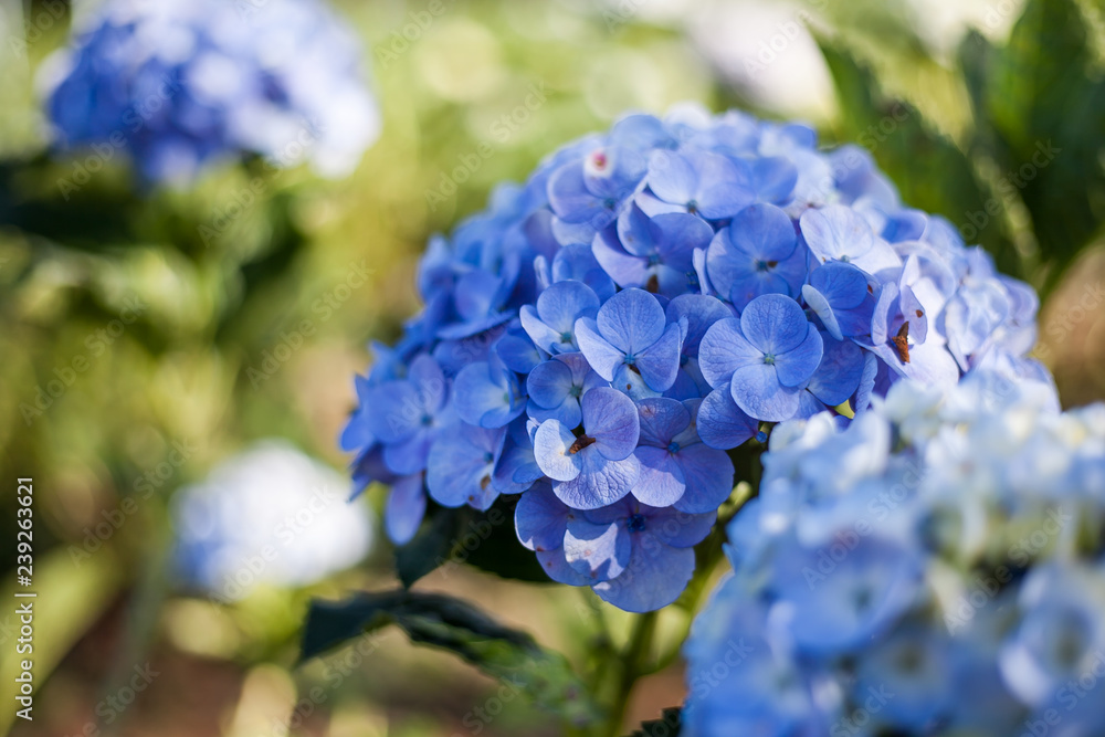 Hydrangea flowers blooming in the garden Hydrangea flowers blooming in the garden