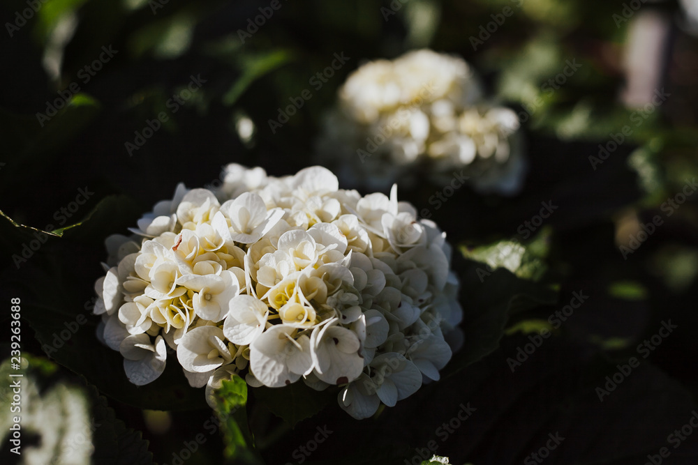 Hydrangea flowers blooming in the garden Hydrangea flowers blooming in the garden