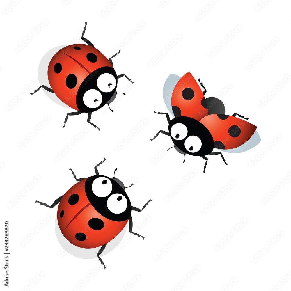 Obraz premium Ladybird. Vector illustration