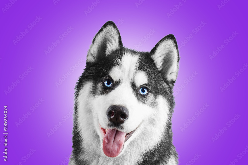 Portrait of a blue eyed beautiful smiling Siberian Husky dog with tongue sticking out isolated on proton purple background