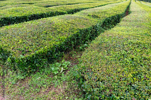 Green rows of tea growing near Sao Bras on Sao Miguel in the Azores.