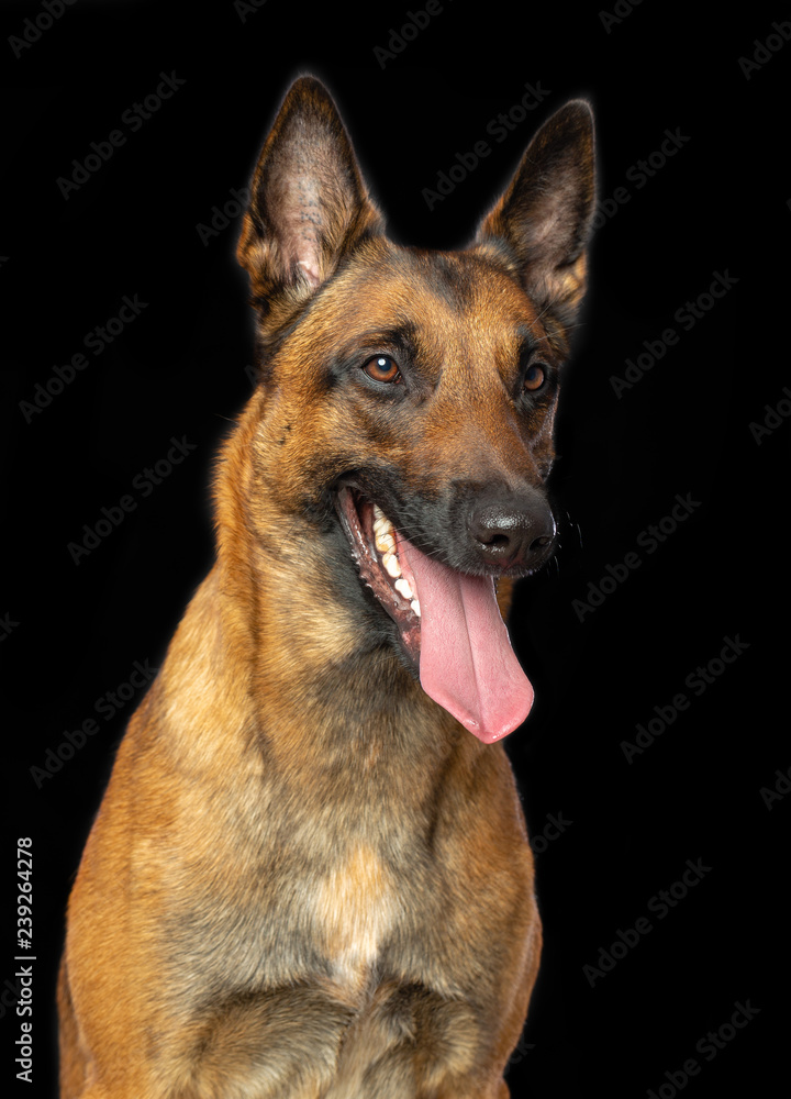 Belgian Shepherd Dog, malinois dog on Isolated Black Background in studio