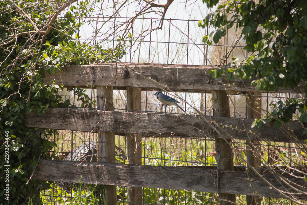Blu Jay on a fence