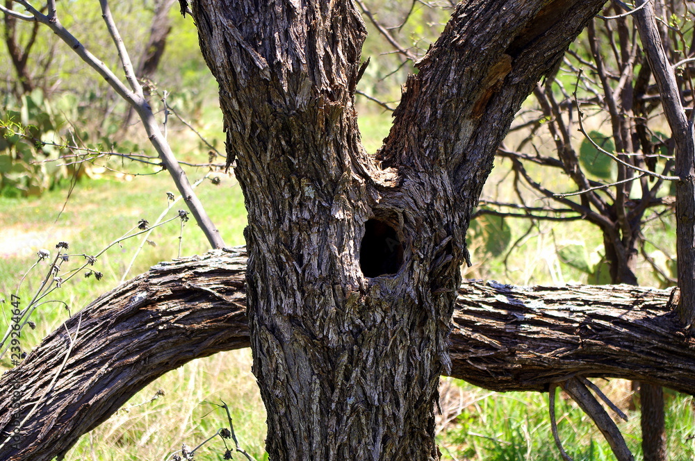 Hole in the crotch of Texas Mesquite tree Hole in the crotch of Texas Mesquite tree