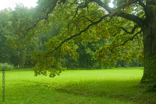 green trees in the park