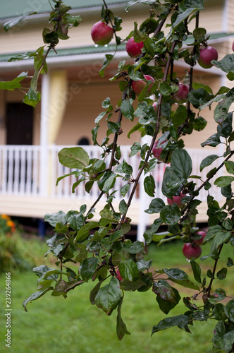 apple tree in the garden