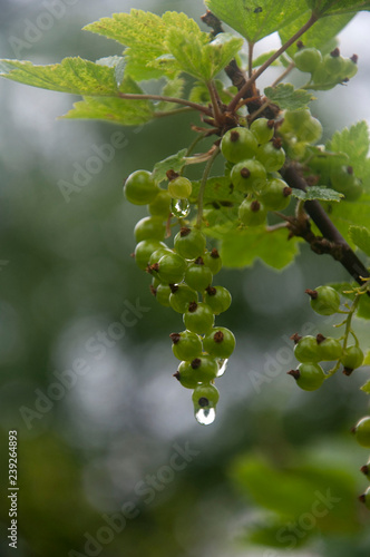 green currant