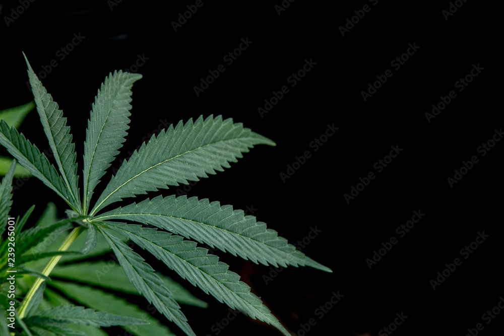 Cannabis plant growing black background Marijuana Weed Cannabis plant growing black background Marijuana Weed