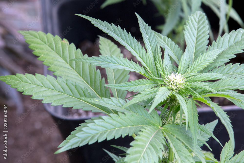 Cannabis Plant Weed Marijuana Blooming Bud In Garden Cannabis Plant Weed Marijuana Blooming Bud In Garden